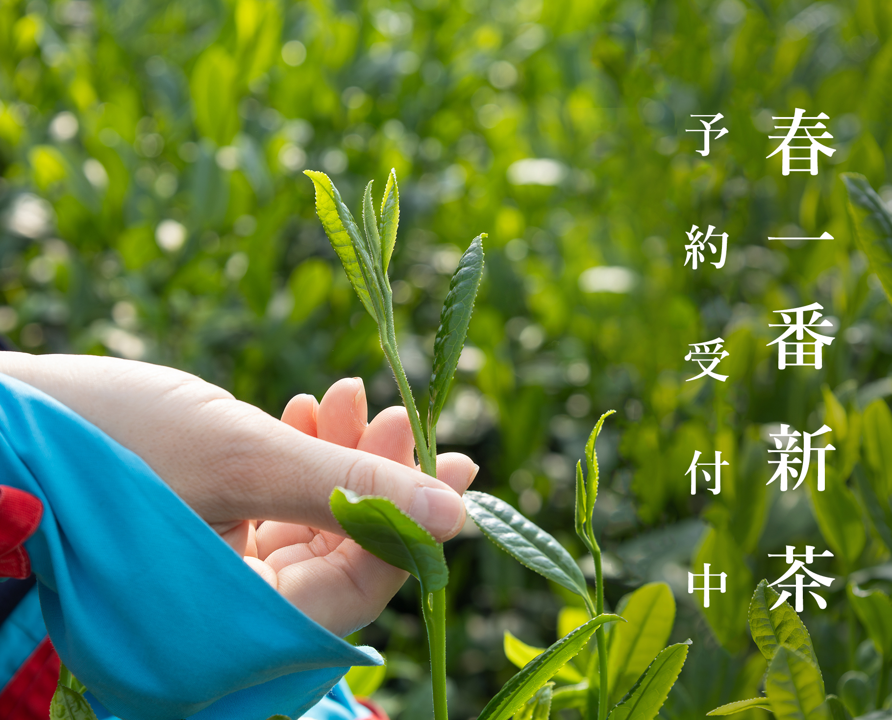 2026春一番新茶